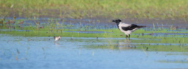 Nebelkrähe (Corvus cornix) auf Jagd an einem Tümpel