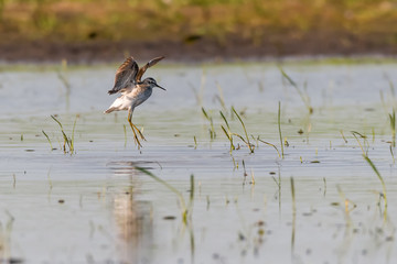 Bruchwasserläufer (Tringa glareola) an einem Tümpel