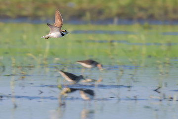 Flussregenpfeifer (Charadrius dubius) im Flug über Bruchwasserläufern ( Tringa glareola)