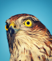 Sparrow-hawk