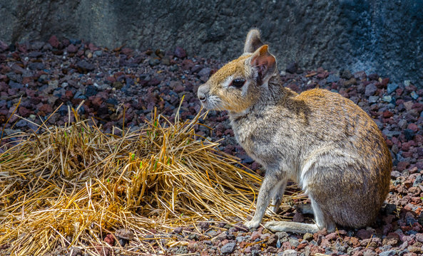 Chacoan Mara (Dolichotis Salinicola)