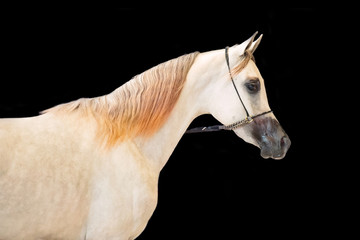 Fototapeta na wymiar portrait of show grey arabian horse at black background