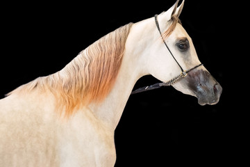 portrait of show grey arabian horse at black background