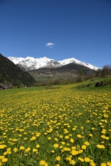 Fototapeta na wymiar paesaggio di montagna primavera fiori gialli arnica 