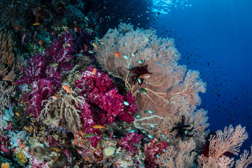 Fototapeta na wymiar Gorgeous and Vibrant Reef in Raja Ampat