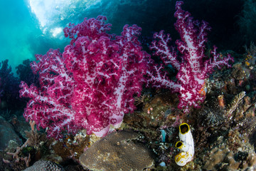 Beautiful Soft Corals in Raja Ampat