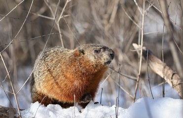 marmotte en hiver