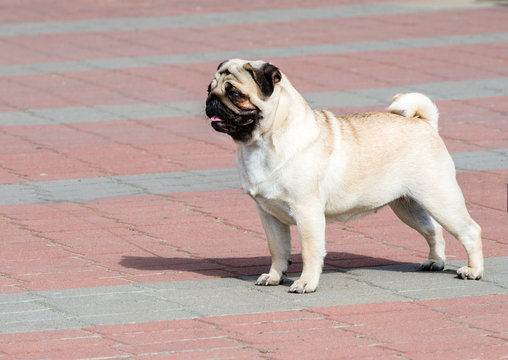 Pug stands on slab. The Pug is on the thin slab.