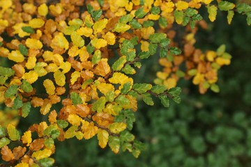 Antarktische Scheinbuche - Nire - Herbst