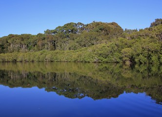 Trees mirroring in the Wrights Creek