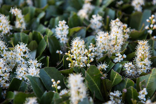 blossoming cherry laurel in the evening in the garden