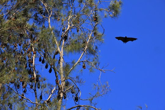 Flying foxes in Australia