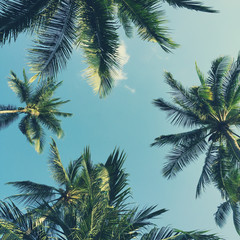 Fototapeta na wymiar Palm trees on the beautiful sky background