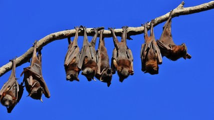Flying foxes resting on a branch of a tree