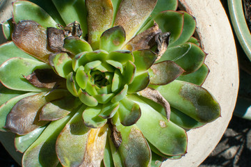 Close up of bright green plant