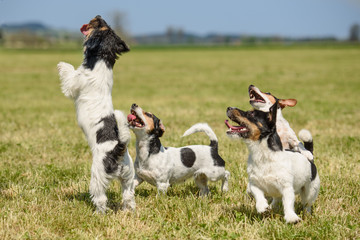 Hunderudel - Aktion und Spaß beim täglichen Spaziergang - Jack Russell Terrier