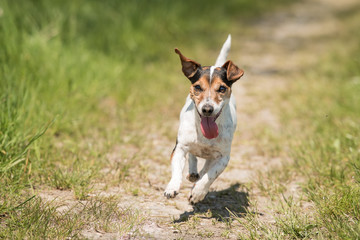 Glatt haariger Jack Russell Terrier rennt auf einem Feldweg - Action pur mit Hund