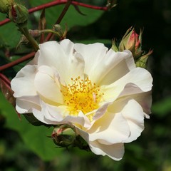 Fototapeta na wymiar Pale pink rose