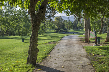 Golf course road and tree