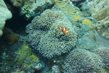 Anemone fish and sea anemone at Tulamben, Bali, Indonesia on September 19, 2015