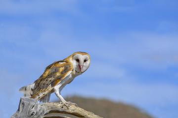 Barn Owl with blue sky background