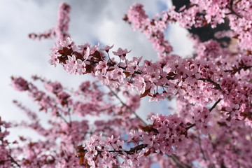alberi in fiore fioritura primavera 