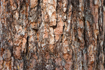 tree bark pine