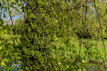 Parklandschaft im Frühling - Land Brandenburg