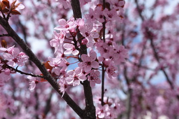 alberi in fiore fioritura primavera 