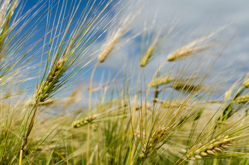 brins de blé au vent