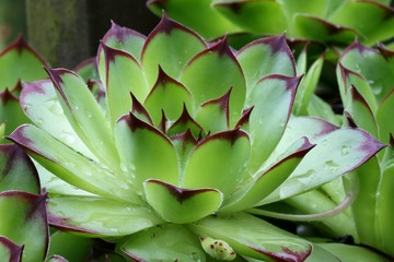 Sempervivum