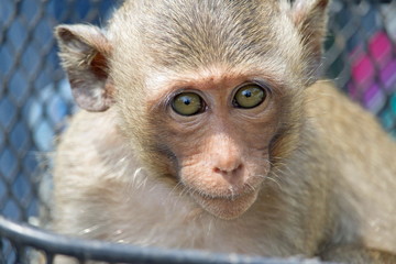 可愛いサル
