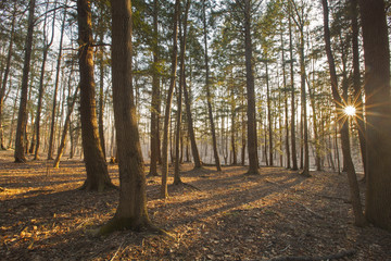 Sunset view through pine trees in the Berkshire Mountains of Western Massachusetts.