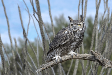 Great Horned Owl in Ocotillo