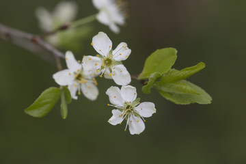 White apple flowers branch with leafs