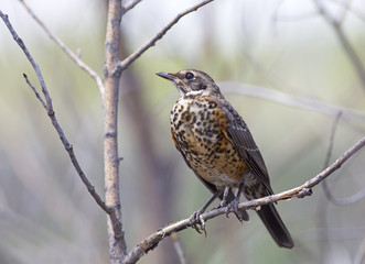 Juvenile American Robin