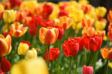 tulipani colorati primavera natura
