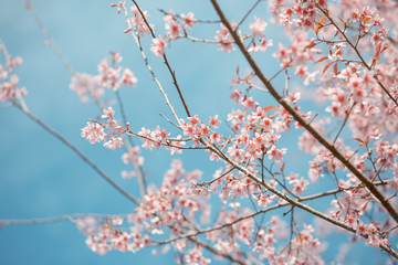 Wild Himalayan Cherry spring blossom