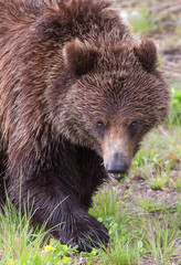 American Black Bear - Portrait, Yellowstone