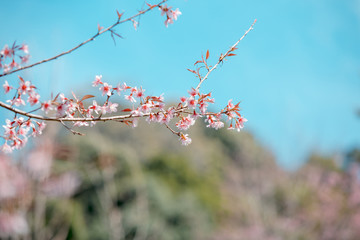 Wild Himalayan Cherry spring blossom