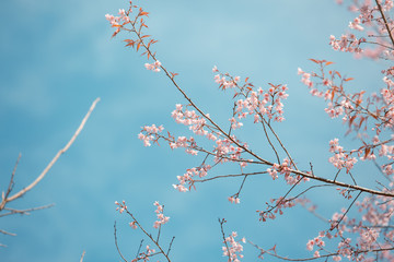 Wild Himalayan Cherry spring blossom