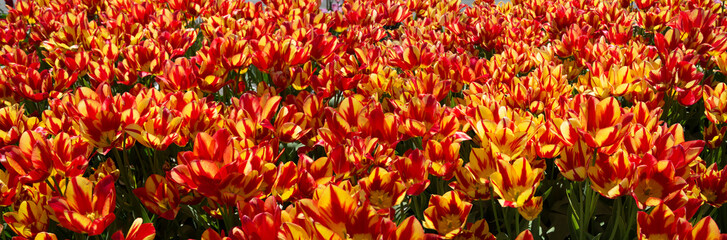 Beet mit roten und gelben Tulpen - Panoramafoto