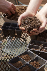 Hands Fill Containers With Soil For Planting