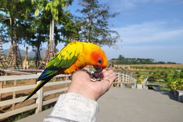 Obraz premium Colorful parrots sitting on human hand