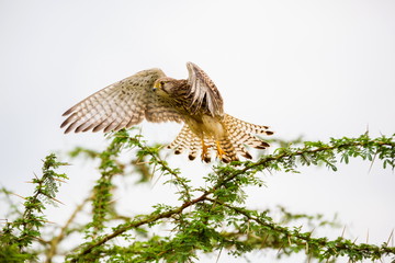 The common kestrel a bird of prey species belonging to the kestrel group of the falcon family. It is also known as the European kestrel, Eurasian kestrel, or Old World kestrel. Perched on a bush.