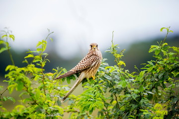 The common kestrel a bird of prey species belonging to the kestrel group of the falcon family. It is also known as the European kestrel, Eurasian kestrel, or Old World kestrel. Perched on a bush.