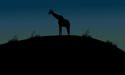 One giraffe silhouette in hills