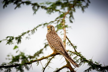 The common kestrel a bird of prey species belonging to the kestrel group of the falcon family. It is also known as the European kestrel, Eurasian kestrel, or Old World kestrel. Perched on a bush.