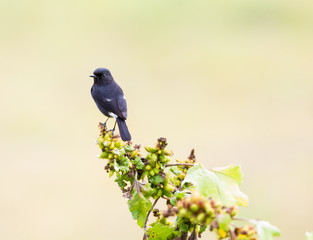 The pied bush chat is a small passerine bird found ranging from West Asia and Central Asia to the...