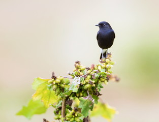 The pied bush chat is a small passerine bird found ranging from West Asia and Central Asia to the...
